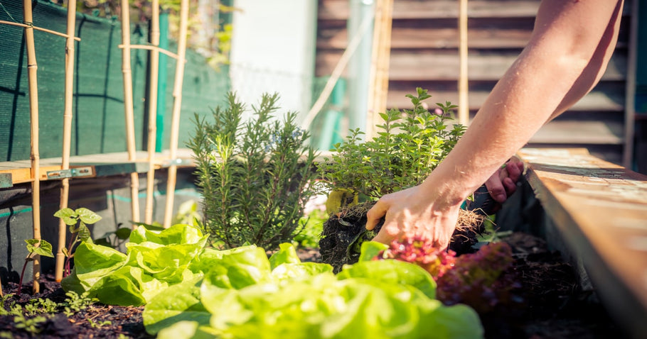 Verhoogde bedden planten - hoe doe je dat goed!