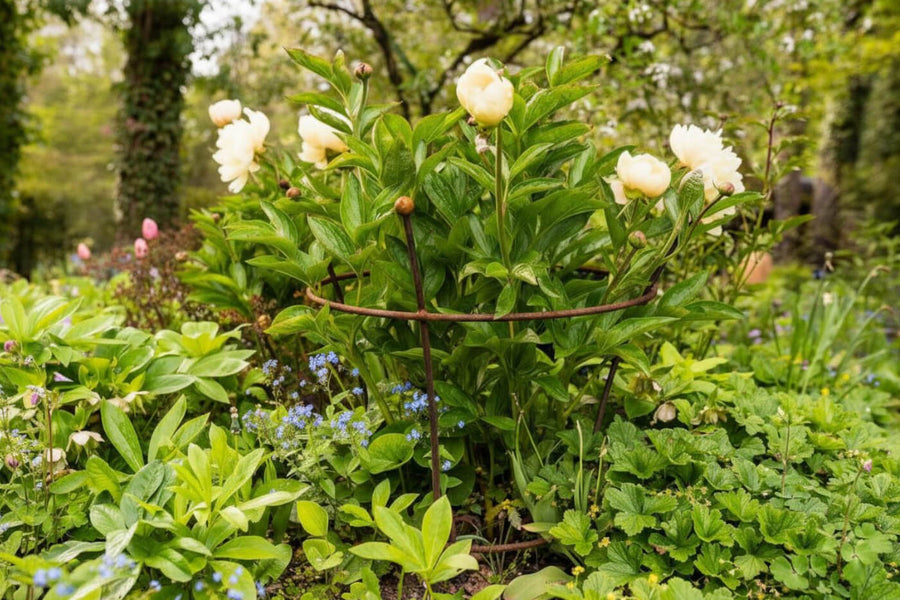 Pioenrozen correct snoeien: tips voor weelderige bloemen