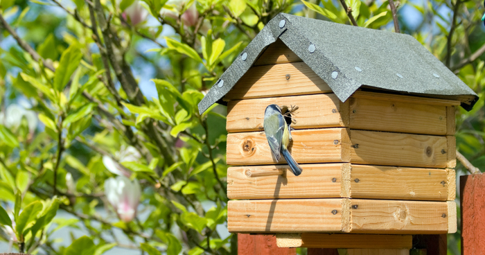 Zelf een vogelhuisje bouwen – eenvoudige ideeën & veilige bevestiging
