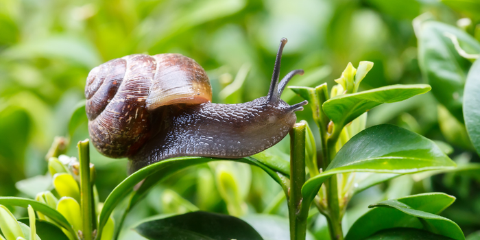 Slakken bestrijden op een natuurlijke manier – bescherm je tuin en verhoogde bed effectief