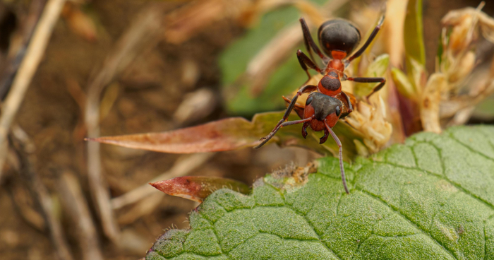 Mieren in de verhoogde plantenbak bestrijden – de beste huismiddeltjes en plantentips