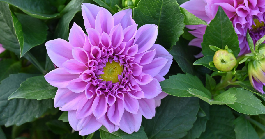 Dahlia's planten, ondersteunen en verzorgen: alles wat je moet weten voor een rijke bloei