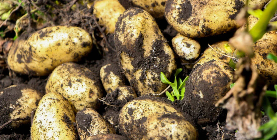 Aardappelen planten in een verhoogd bed – wat u moet weten