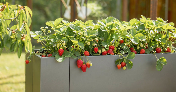 Aardbeien planten in een verhoogde plantenbak: standplaats, grond, planttijd en verzorgingstips