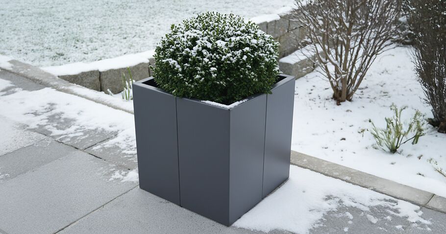 Piante in vaso resistenti al freddo: queste piante sopravvivono al gelo in vaso o nell’aiuola rialzata