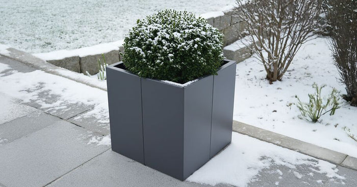 Piante in vaso resistenti al freddo: queste piante sopravvivono al gelo in vaso o nell’aiuola rialzata