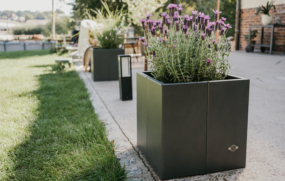 Lavendel snoeien en ondersteunen: zo blijft de plant compact en mooi in vorm