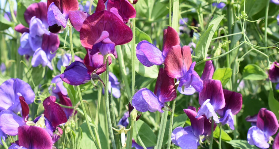 Siererwten planten: standplaats, verzorging & de juiste klimhulp