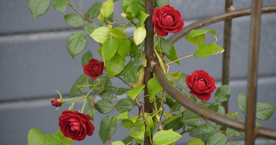 Rozen op de juiste manier ondersteunen – zo geeft u uw planten stevige steun en vorm