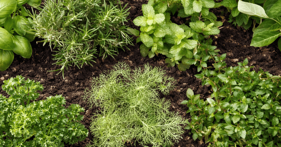 Een kruidenhoogbed aanleggen: de 10 beste kruiden in één oogopslag