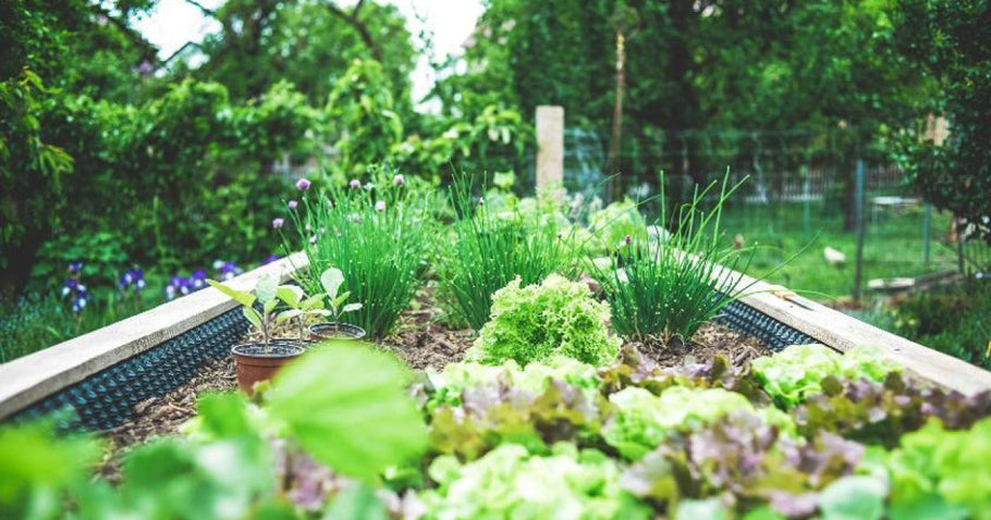 Stadsmoestuinieren: groene oases in de stad