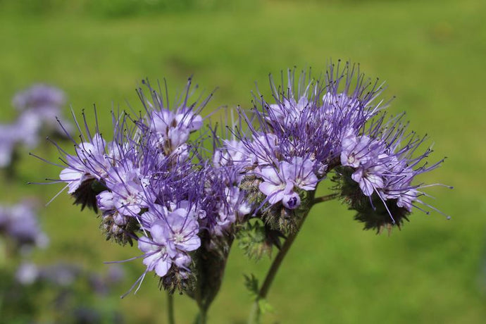 Groenbemesting in een verhoogde moestuin: wat u moet weten