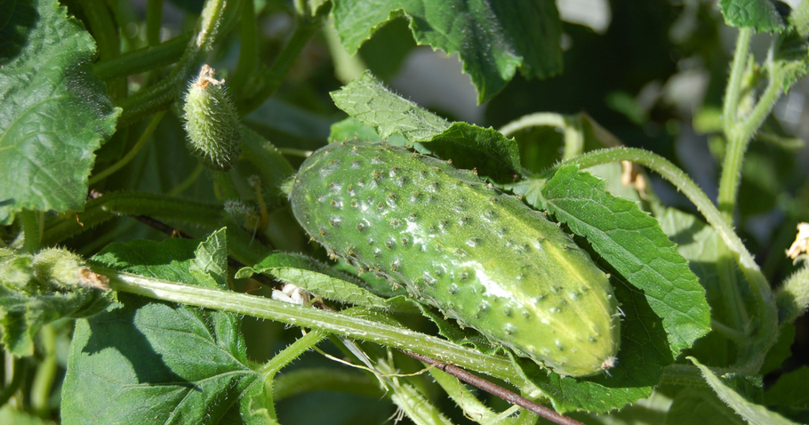 De 5 meest voorkomende ziekten bij komkommerplanten