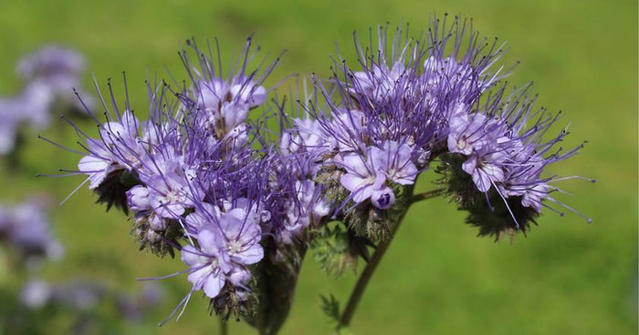 Groenbemesting in een verhoogde moestuin: wat u moet weten