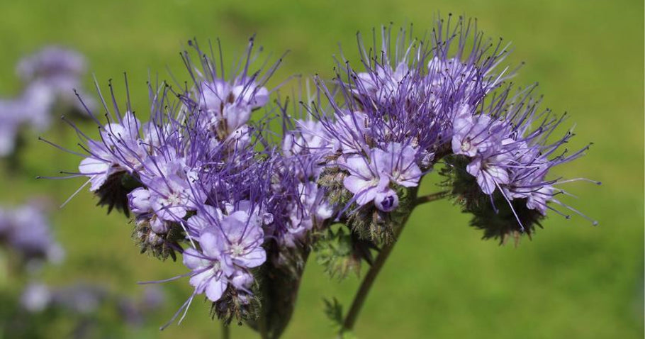 Groenbemesting in een verhoogde moestuin: wat u moet weten